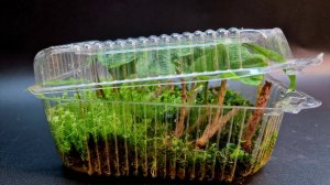 Как вырастить алоказию из клубня Как проращивать клубни алоказий На примере клубней алоказии Жаклин