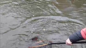 Рыжие тона неплохо работают на запуске. Клёвое место, Лосиный остров, спорт-зона.