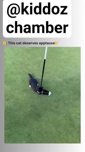 Cats Pawerrr 🥰♥️🐈