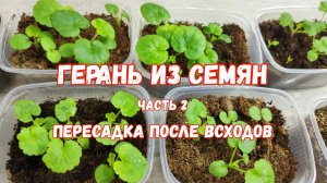 ГЕРАНЬ из СЕМЯН, 2 способа как пересадить герань из семян
