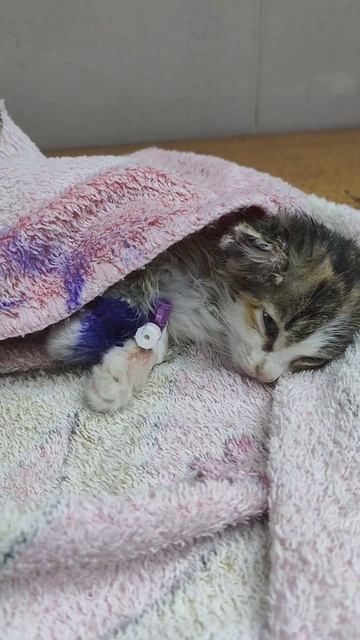 Кто кормит голодное животное, тот питает свою душу.