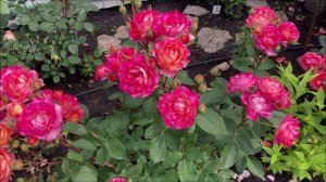 Роза Сантенер де Л`ей-ле (Centenaire de L`Hay-les)