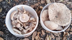 ЗА ГРИБАМИ 11.10.2025. СЕЗОН ГРИБОВ ЗОНТИКОВ #грибы #поиск #зонтик #тихаяохота