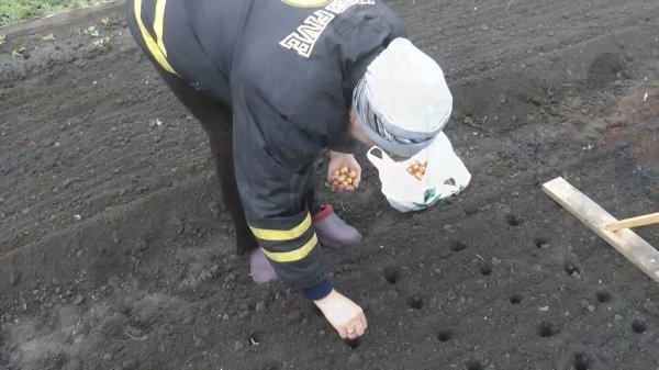 Посев горчицы,посадка чеснока,заготовка семян картофеля 2025г.