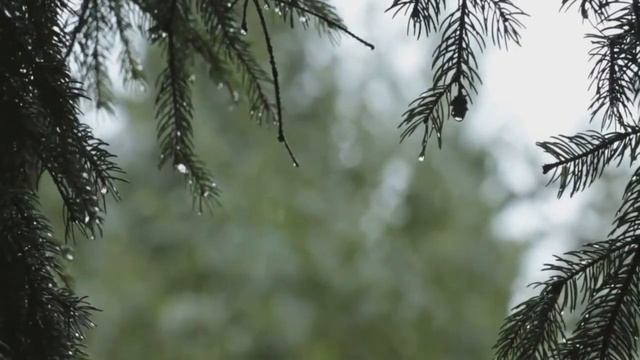 Звук дождя для сна смотреть онлайн