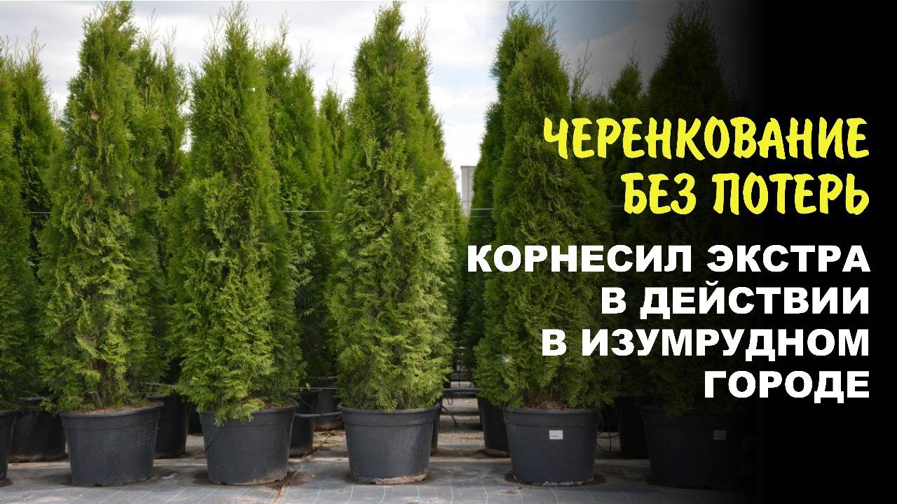 Сад, в котором все растёт! Все черенки приживаются. Смотрите видео смотреть онлайн