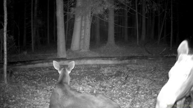 Отдых у солонца, видео от А.Большакова
