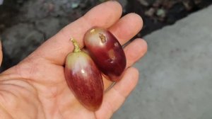 КРАСАВЕЦ ЭКСТРИМ!!! 🍇🍇🍇 Telegram, WhatsApp и Vlber +79528500417. ТЕЛ.+79054033245.