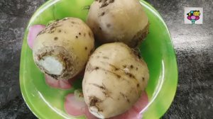 Необычная свекла белого цвета  выращивание и дегустация