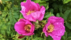 Шиповник — полезные свойства, витамины и рецепт варенья