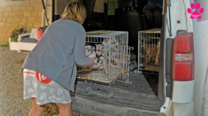 Распаковка 8 щенков! Американский Булли XL! Видим впервые этих щенков!