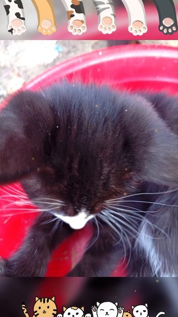 Котики, котята мяу мяу смотреть онлайн