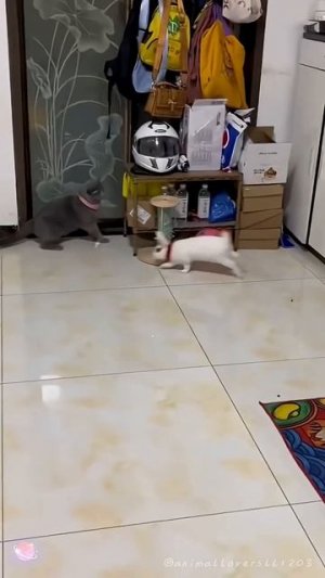 Смешные животные.