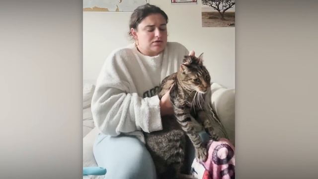 NEW! BRAIN TIME.  ЗАБАВНАЯ РЕАКЦИЯ ПИТОМЦЕВ НА ПОХОД К ВЕТЕРИНАРУ И ГРУМЕРУ