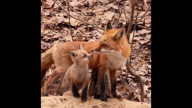 Только мама... Алексей Кракин смотреть онлайн