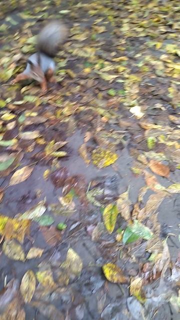 Орешек для белочки