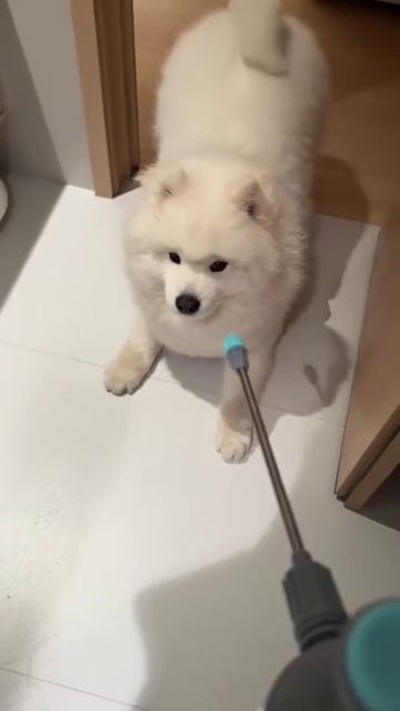 У меня недавно появилась белая собака, и она такая смешная! 🐶 Кажется, она...