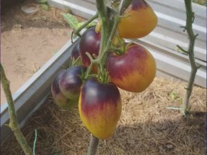 Томат Очень Сладкий Блюз