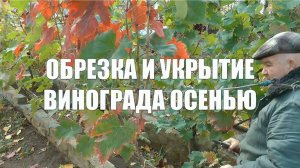 Обрезка и укрытие винограда осенью.  Схемы обрезки и формирования плодовых звеньев.