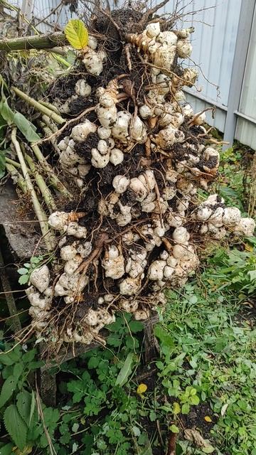 Первый раз в жизни посадили Топинамбур , вот какой получился урожай . смотреть онлайн