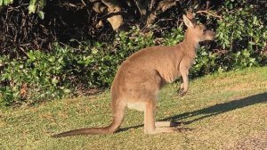 Мама и детеныш кенгуру! Кенгуренок залезает в сумку к маме! Какие кенгуру? Рыжие, белые валлаби ...