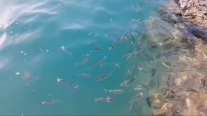 обзор подводного мира в бухте Красного моря отеля Лабранда Клаб Макади, Хургада, Макади Бей🌱