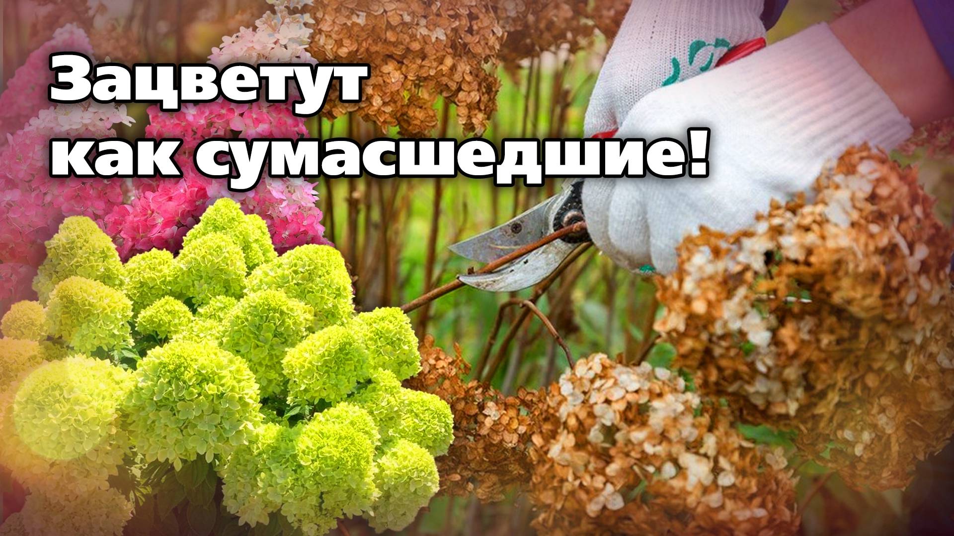 Как готовить гортензию к зиме. Обрезка и уход в октябре смотреть онлайн