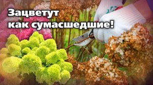 Как готовить гортензию к зиме. Обрезка и уход в октябре