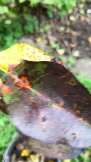 Как лечить ржавчину груши