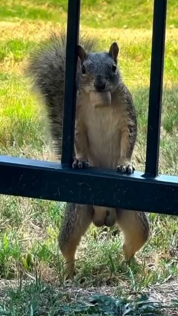 Белка с орехами.