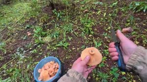 НАШЁЛ ГРИБЫ, О КОТОРЫХ МЕЧТАЮТ ВСЕ ГРИБНИКИ!