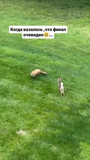 Поужинать или нет