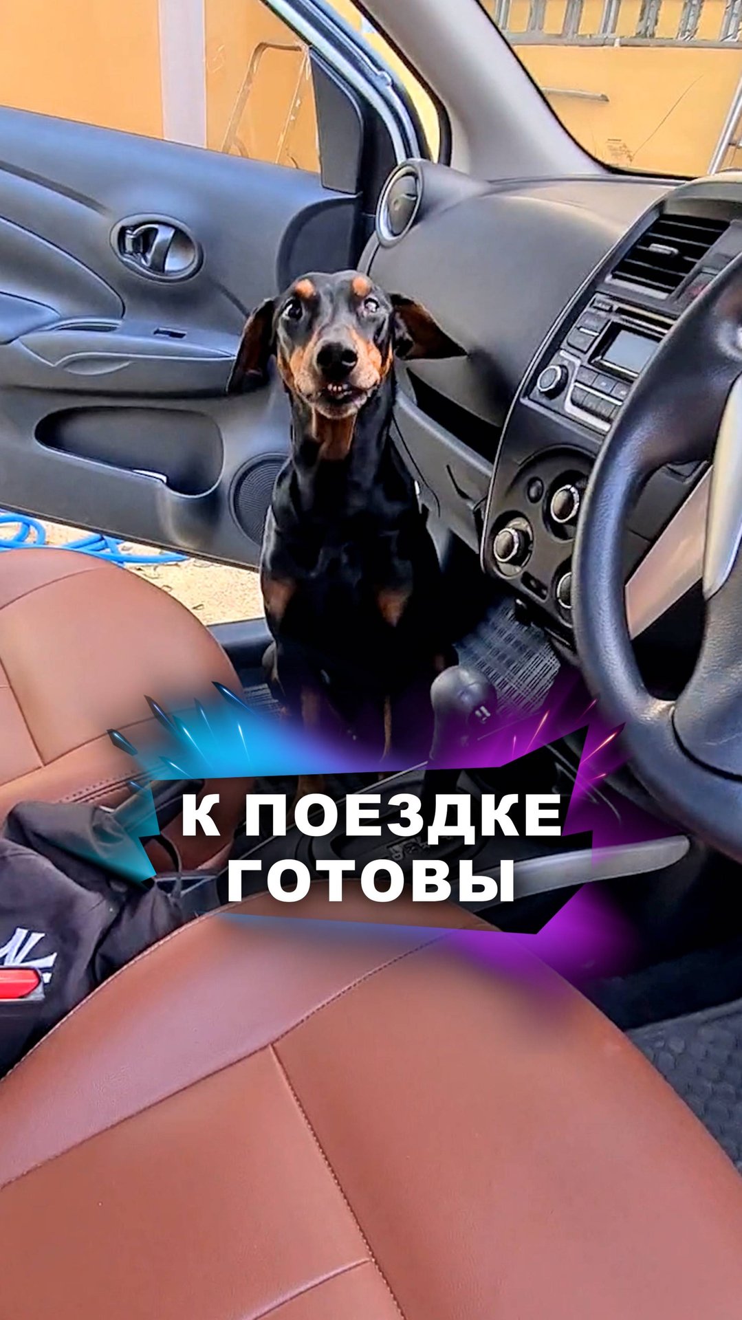 Как приучить собаку к машине? #животные смотреть онлайн