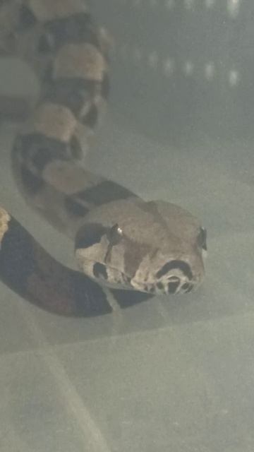 Ноника. 12 октября 2025 г. смотреть онлайн