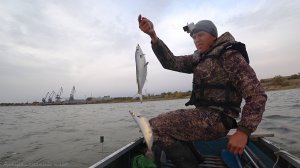 ОГО! ЧЕХОНЬ НА ВОЛГЕ. ВСЯ РЫБА ТУТ. Осенняя рыбалка на простые закидушки прямо в Астрахани.
