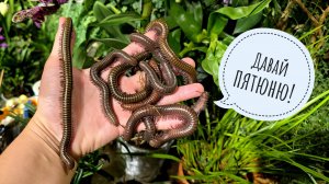 Кивсячечная! Кажется, вы стали забывать, как выглядят самые милые питомцы. Любите многомногоножек!