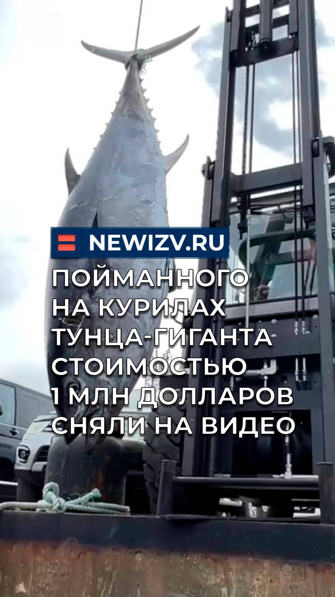 Пойманного на Курилах тунца-гиганта стоимостью 1 млн долларов сняли на видео смотреть онлайн