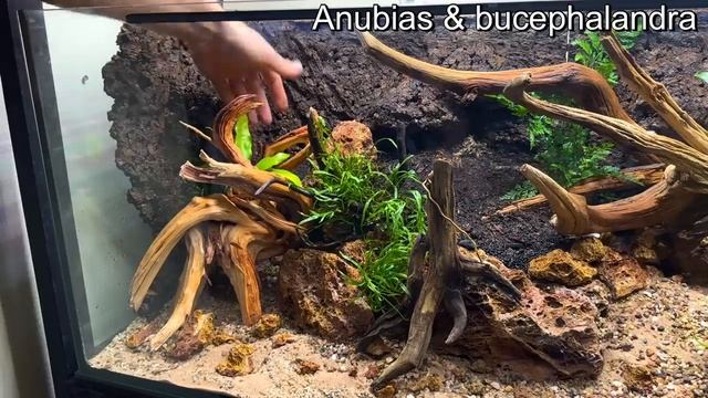 I Made a Giant Ecosystem For Vampire Crabs, Here’s How! смотреть онлайн