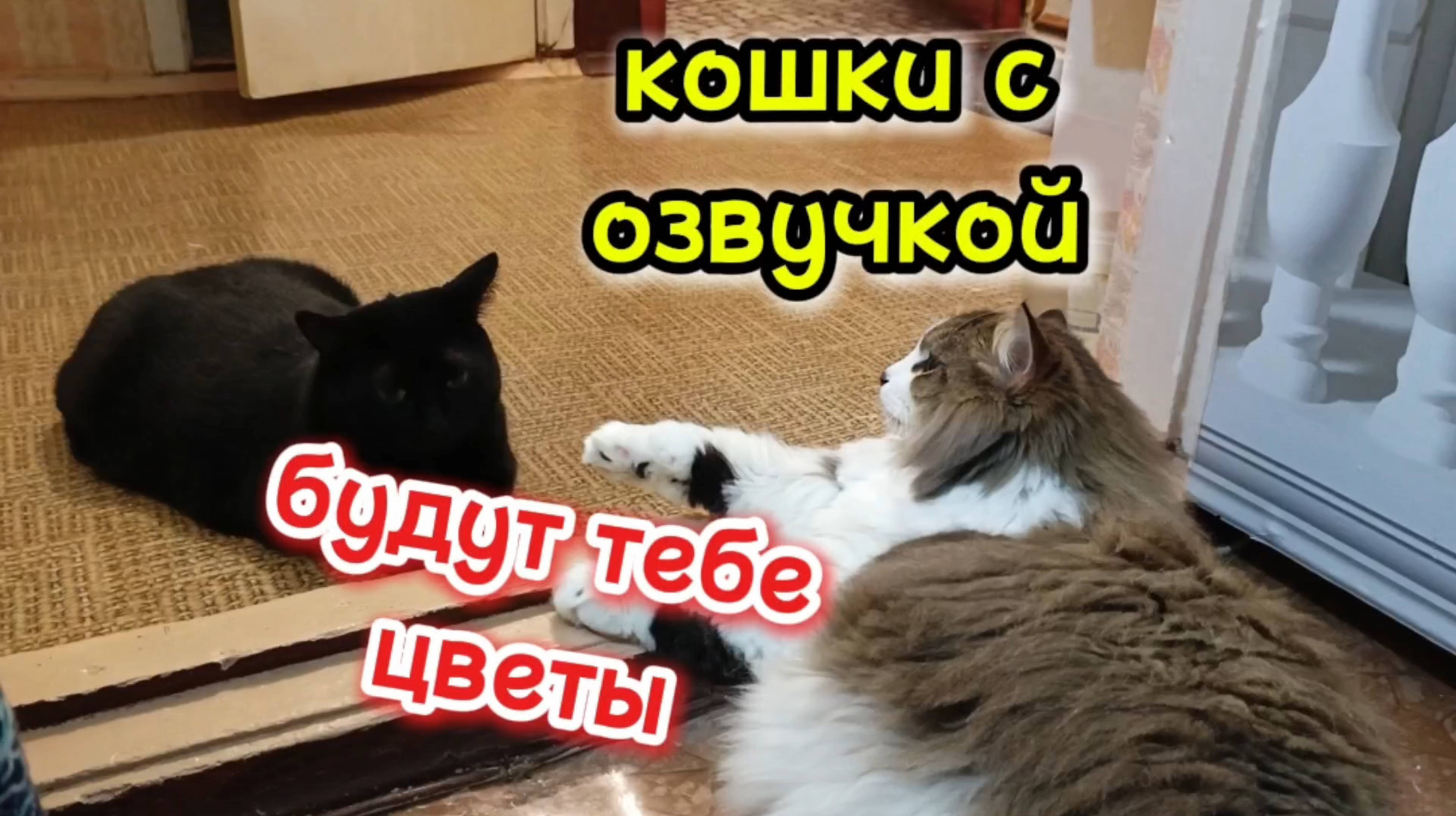 Кошки с озвучкой. смотреть онлайн