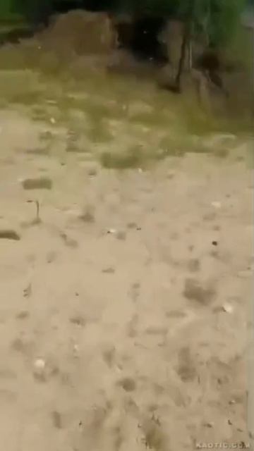 #Живая_планета А теперь разбегаемся! Минутка добрых дел. смотреть онлайн