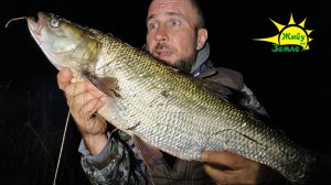 Огромный жерех  клюнул ночью. Рыбалка с ночёвкой