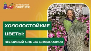 ХОЛОДОСТОЙКИЕ ЦВЕТОЧНЫЕ КУЛЬТУРЫ // Петунии, эустомы и бегонии сезона 2025