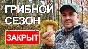 ГРИБЫ в середине ОКТЯБРЯ - Свежие НОВОСТИ из ЛЕСА. Закрытие грибного сезона 2025