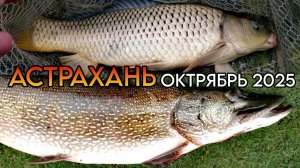 Астрахань, сазаны, щуки, отдых. Часть 2я. #рыбалка #сазан #щука #рыбалкавастрахани #вобла