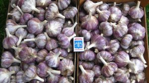 Чеснок вам не бананы!  Должен быть на каждом огороде! Часть 1