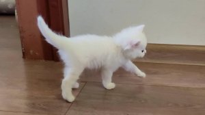 Первые шаги маленького белого котёнка. Мама-кошка всегда рядом.