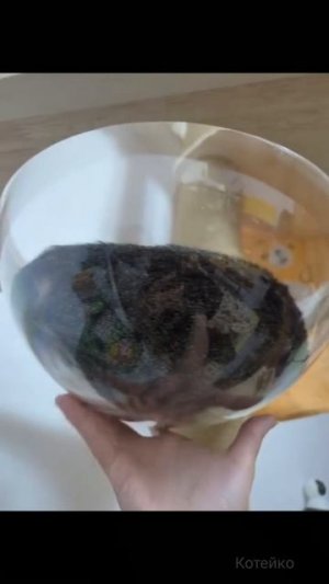 Тук тук! Кто там? 😼...👇