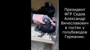 Статные голуби обзор.Германия 13.10.2025.