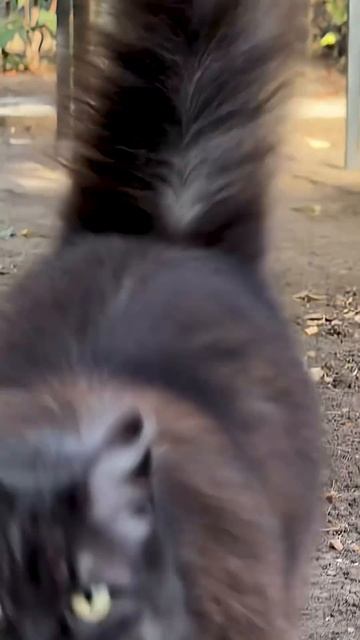 Этот десерт ЕДЯТ и ХУДЕЮТ! Всего 2 ИНГРЕДИЕНТА – и готово смотреть онлайн