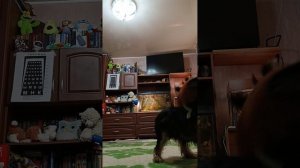 мощные драки